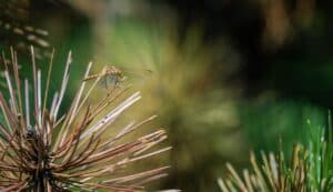 Libellule Pyrrhosoma nymphula posée sur un pin en forêt, symbole de la biodiversité des milieux humides en France.