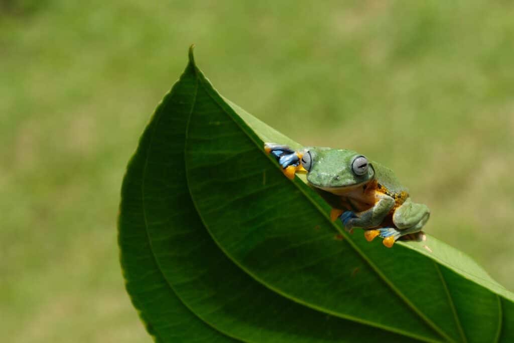 Grenouille Colorée Sur Une Feuille Avec Un Arrière Plan Naturel